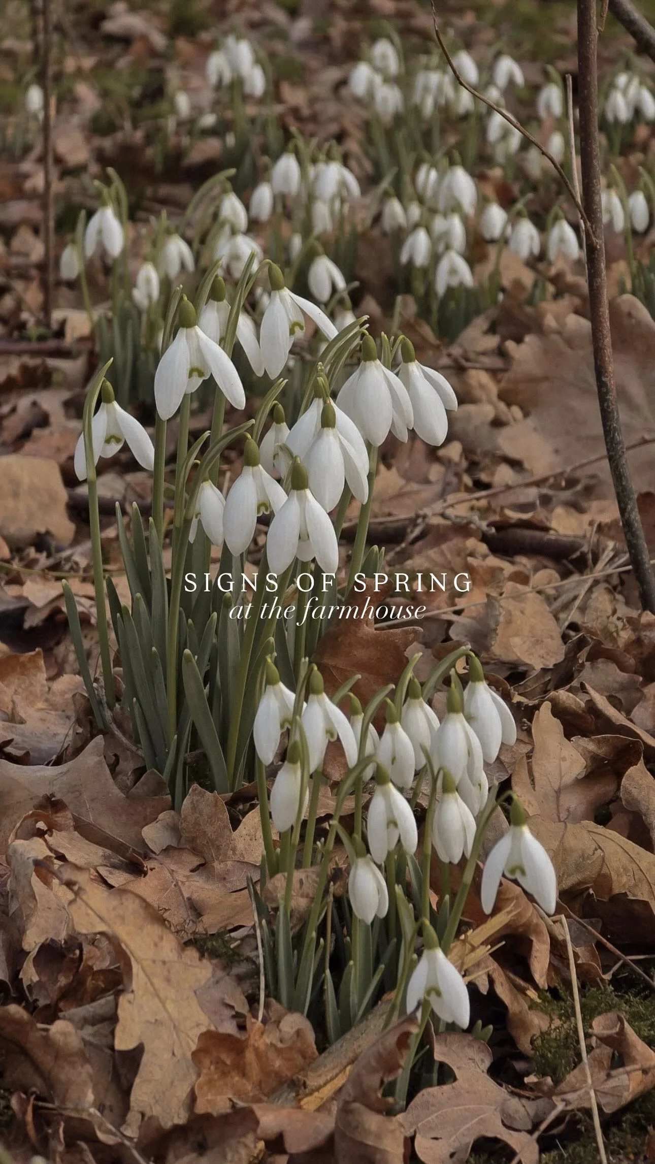 The first little signs of spring at the farmhouse After weeks of waiting and wondering what would pop up in the garden, seeing snowdrops and daffodils in the sunshine feels so special ☺️