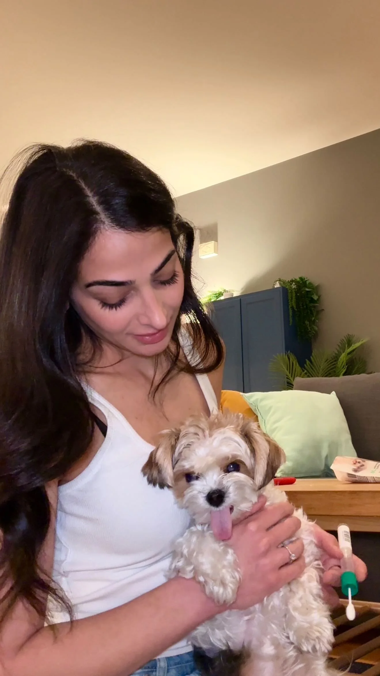 yorkie or yorkie mix? we’ll find out soon… #doggydna #dogmom