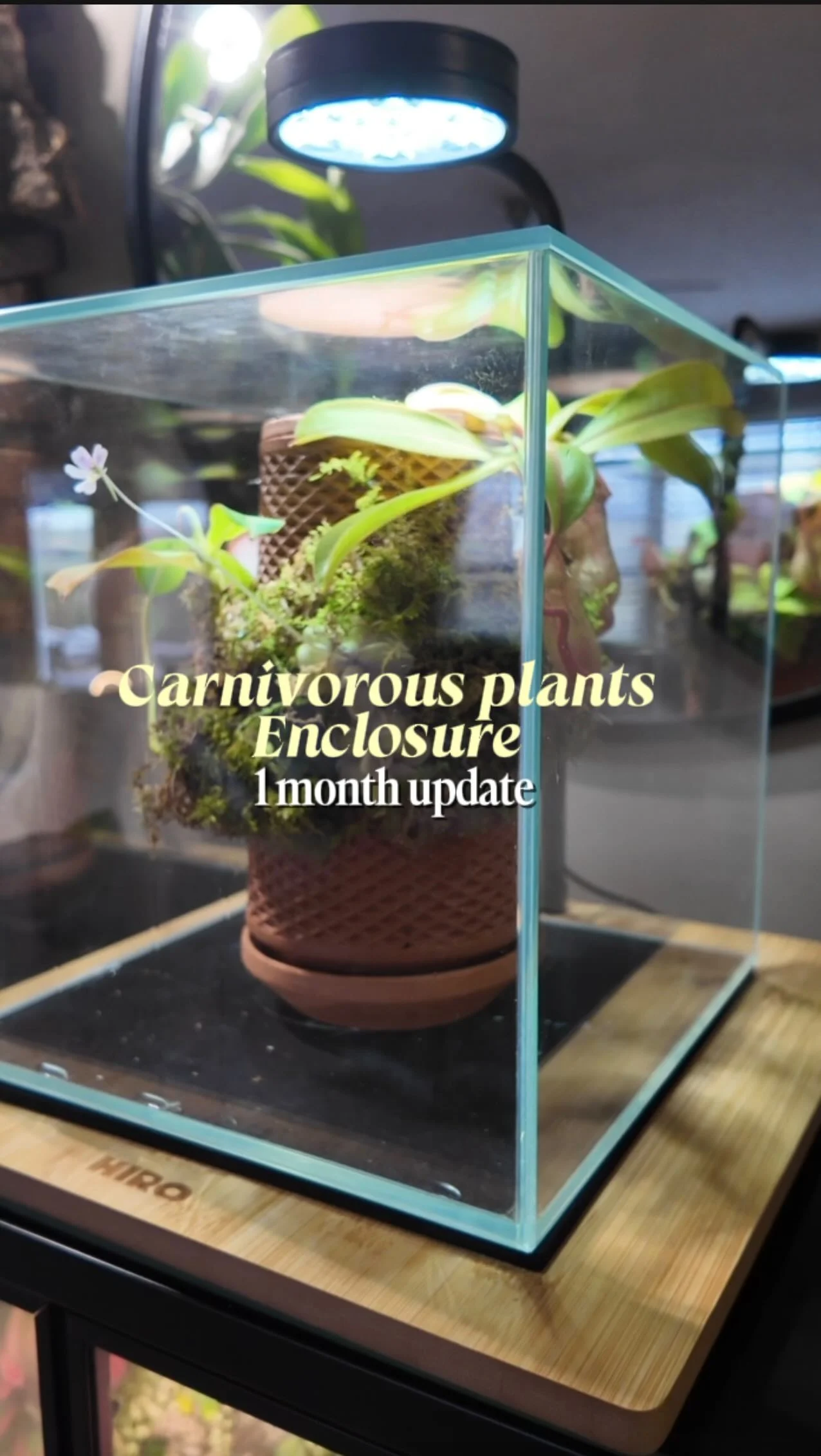 Growing chia seeds on this was a fail but finding a different way to style it has worked so far! Planter is by @tevaplanter Light and base is from @hiro_aquatics Rimless Nano tank was from my local aquatic shop.