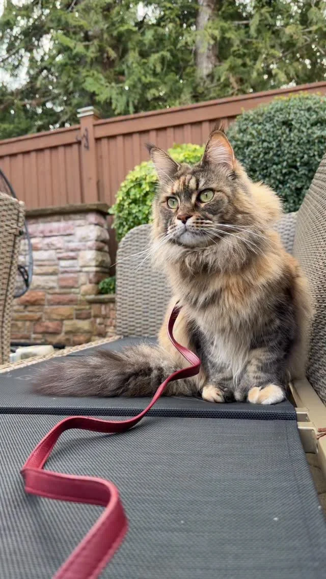 Fig got to explore the new backyard and she gives it 2 fluffy thumbs up! I can not wait to start figuring out a proper plan for it this summer!!! —————- #mainecoon #adventurecat