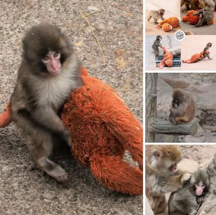 Punch el monito que había sido abandonado por su manada y andaba con un peluche para reducir la tristeza y ansiedad ya al fin en su nueva manada lo abrazaron. Ese mismo mono que antes lo había despiojado, hoy decidió ro...