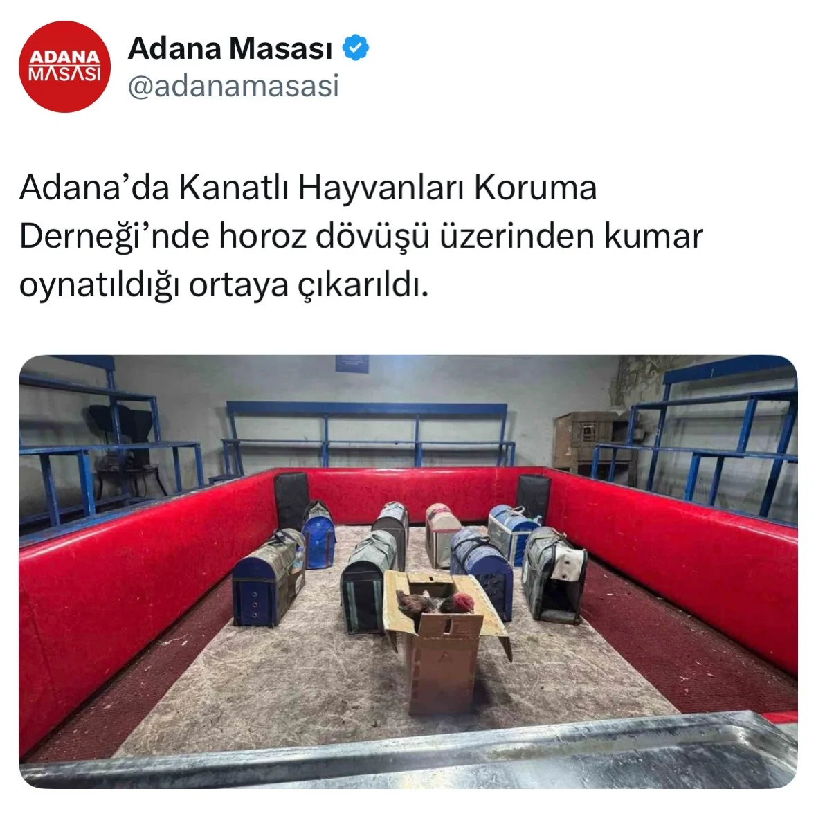 Adana’da kapısında “Kanatlı Hayvanları Koruma Derneği” tabelası bulunan kıraathaneye, polisin temizlik işçisi kıyafeti giyerek girmesiyle horoz dövüşüyle yapılan kumar düzeni ortaya çıkarıldı. Gözaltına alınan kıraathan...