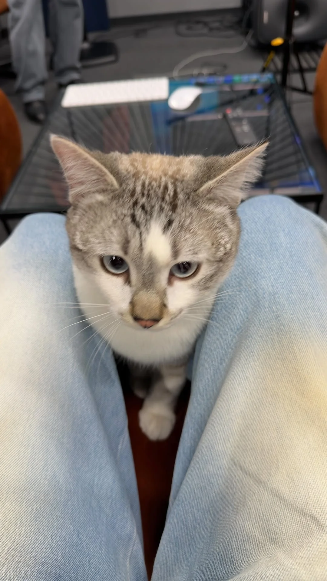 Deconspirarea motoarelor de cautare M-am distrat sa vad ce curiozitati aveti despre mine, asa ca am luat la intamplare cateva intrebari si v-am si raspuns. Daca va place, continuam