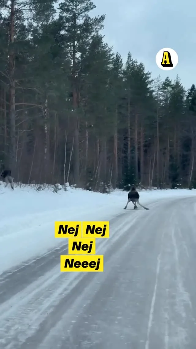 Två älgar korsade brevbäraren Emmy Erikssons väg – men den ena hade svårt att ta sig över.