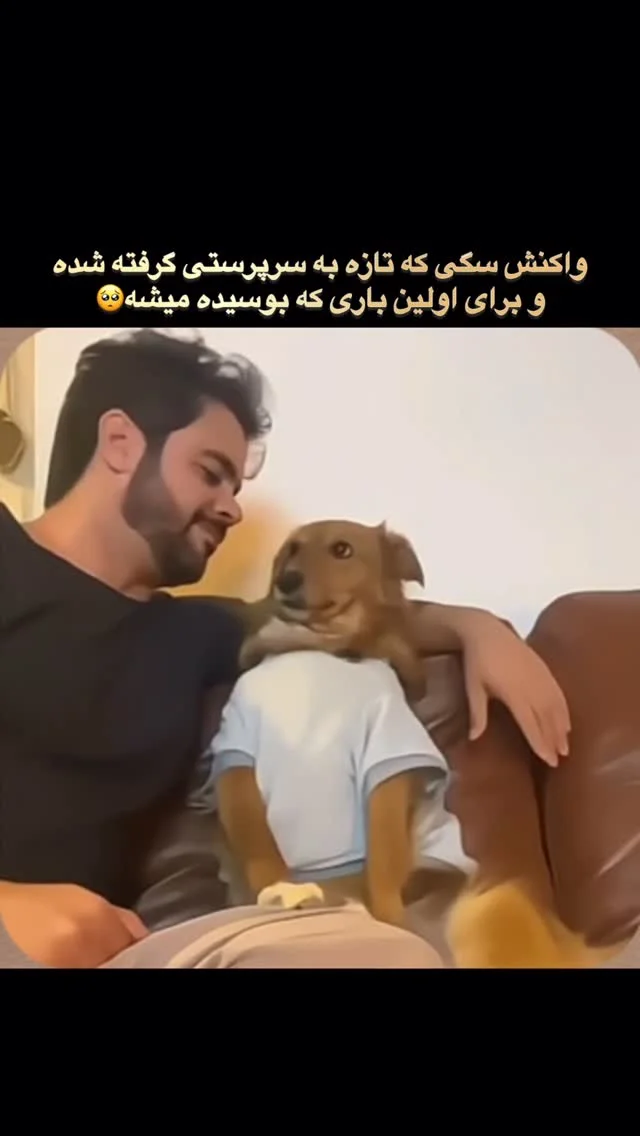 انگار مدت ها منتظر همین لحظه بود #سگ #عشق #حسخوب