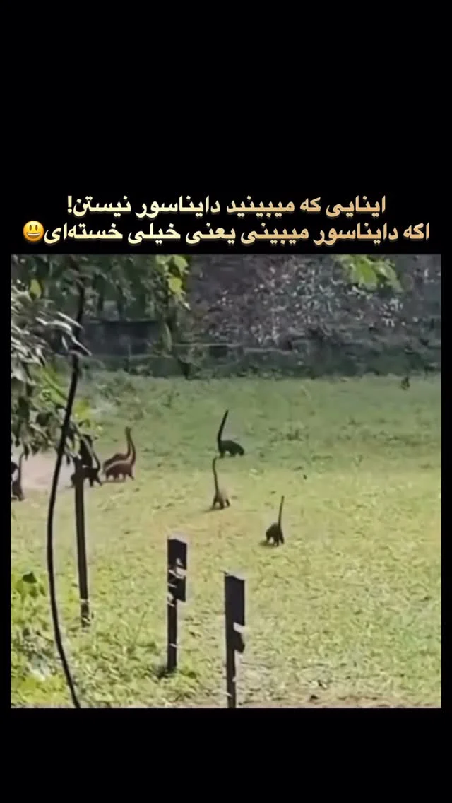 دایناسورهای کوچک یا خستگیِ بزرگ؟ چیزی که می‌بینید نه دایناسور است و نه خطای دوربین؛ این‌ها فقط چند «کوآتی» (هم‌خانواده راکون) هستند که با دم‌های برافراشته راه می‌روند. #خطای_انسانی #حیوانات