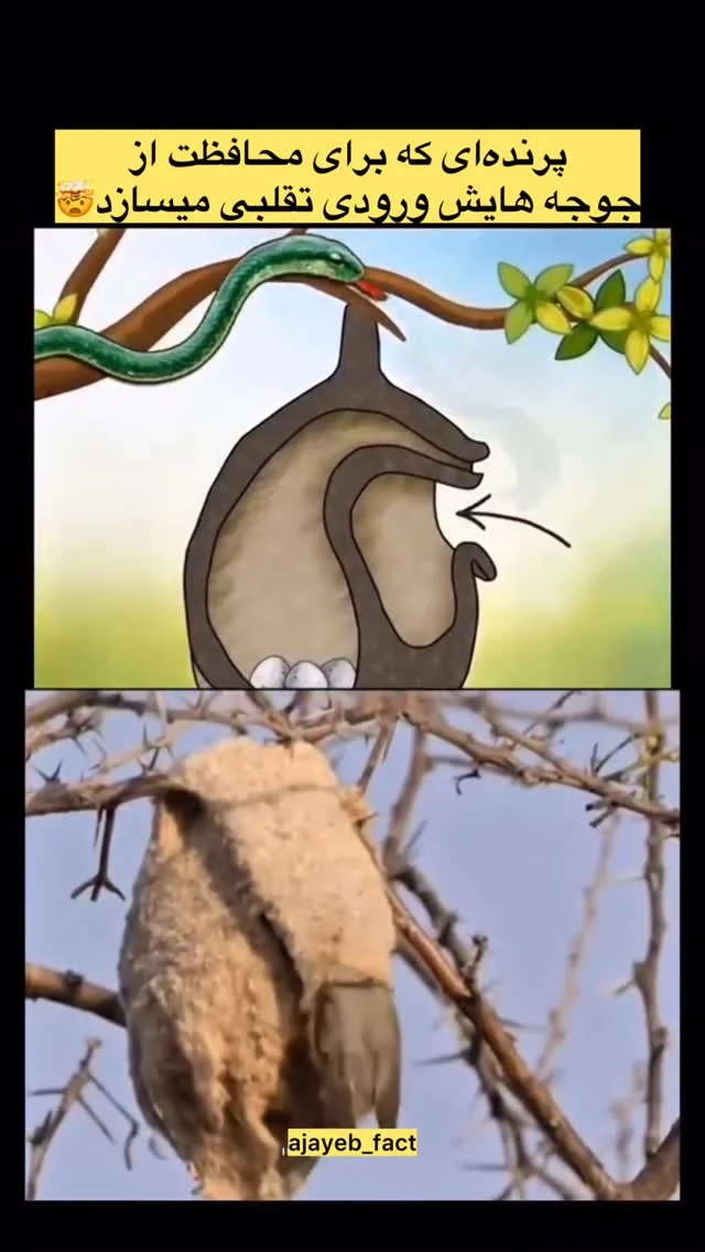 اسم این پرنده : سینه جنبان آویزان است ویژگی جالب این پرنده : معماری هوشمندانه: این پرنده برای محافظت از جوجه‌ها و تخم‌هایش، لانه‌ای با ورودی تقلبی می‌سازد. فریب شکارچی: همان‌طور که در تصویرسازی بالا مشخص است، اگر مار یا...