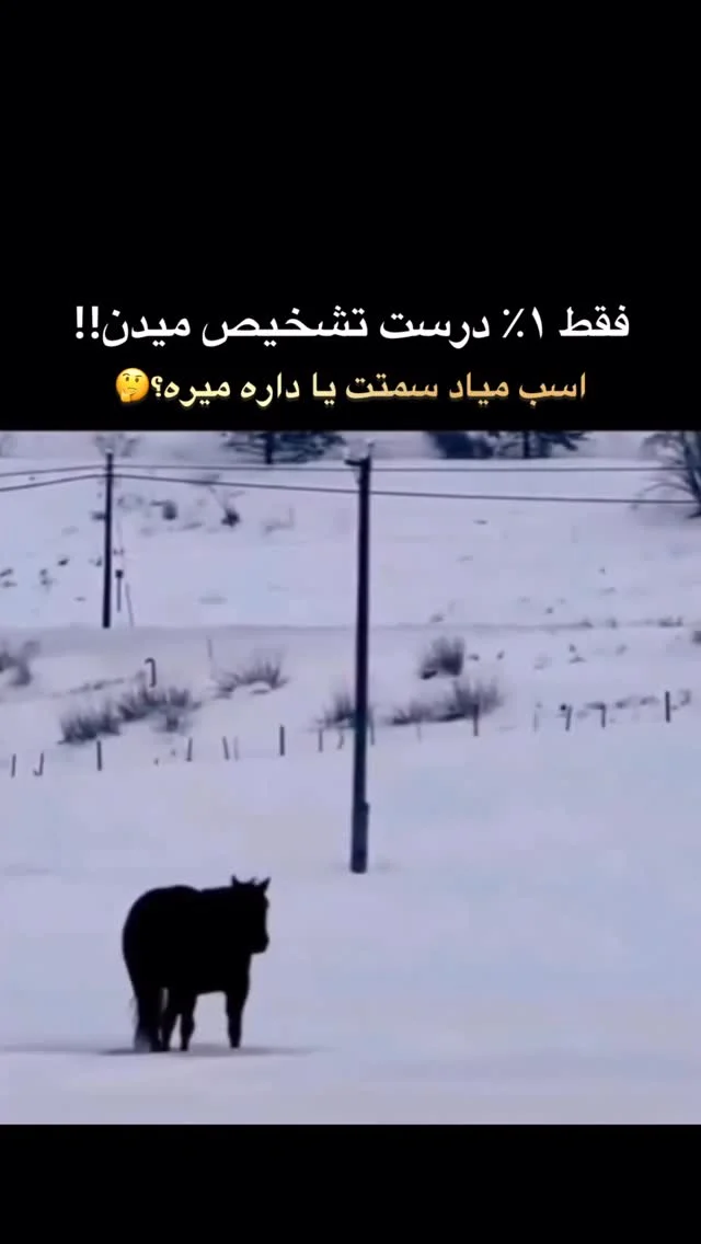 مغزتو به چالش بکش جلو میاد یا داره میره؟ #حیوانات #جالب #جنگنده