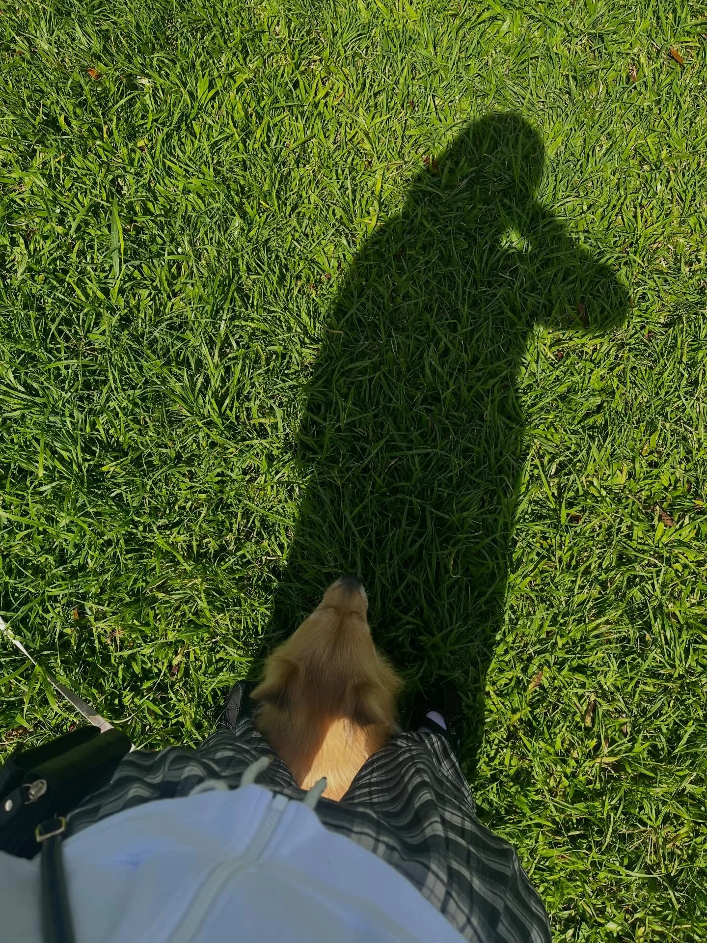 * 〜23日の幸せ〜 日陰を見つけて嬉しそうなわんこと