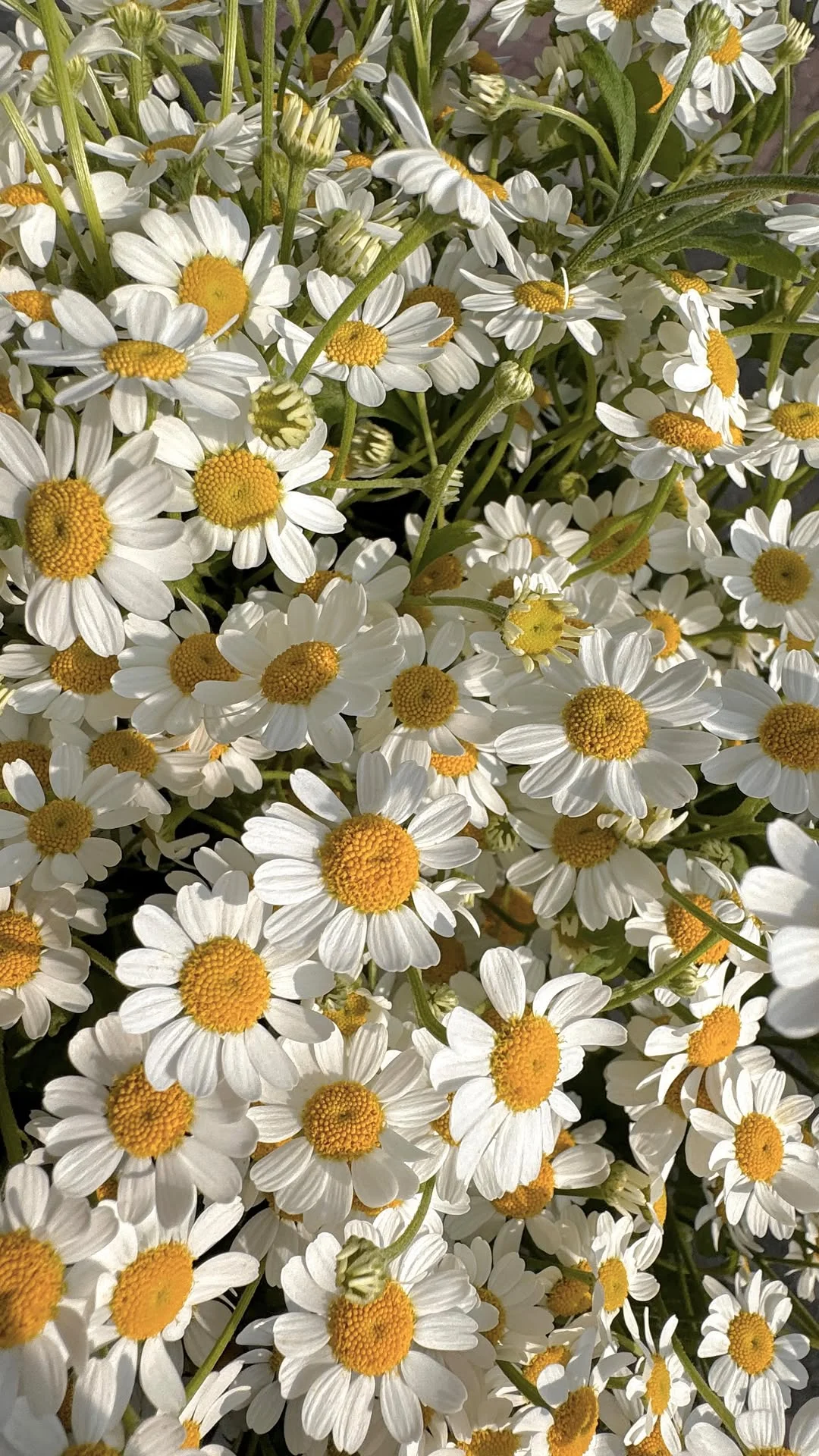 Just a few more Sundays… and we’re back here ✨ Wraz z ostatnim topniejącym śniegiem, powoli zaczynam odliczać do pierwszych, wiosennych dni ✨ Kocham zimę całym sercem, ale głowa domaga się już słońca i światła w nieprzy...