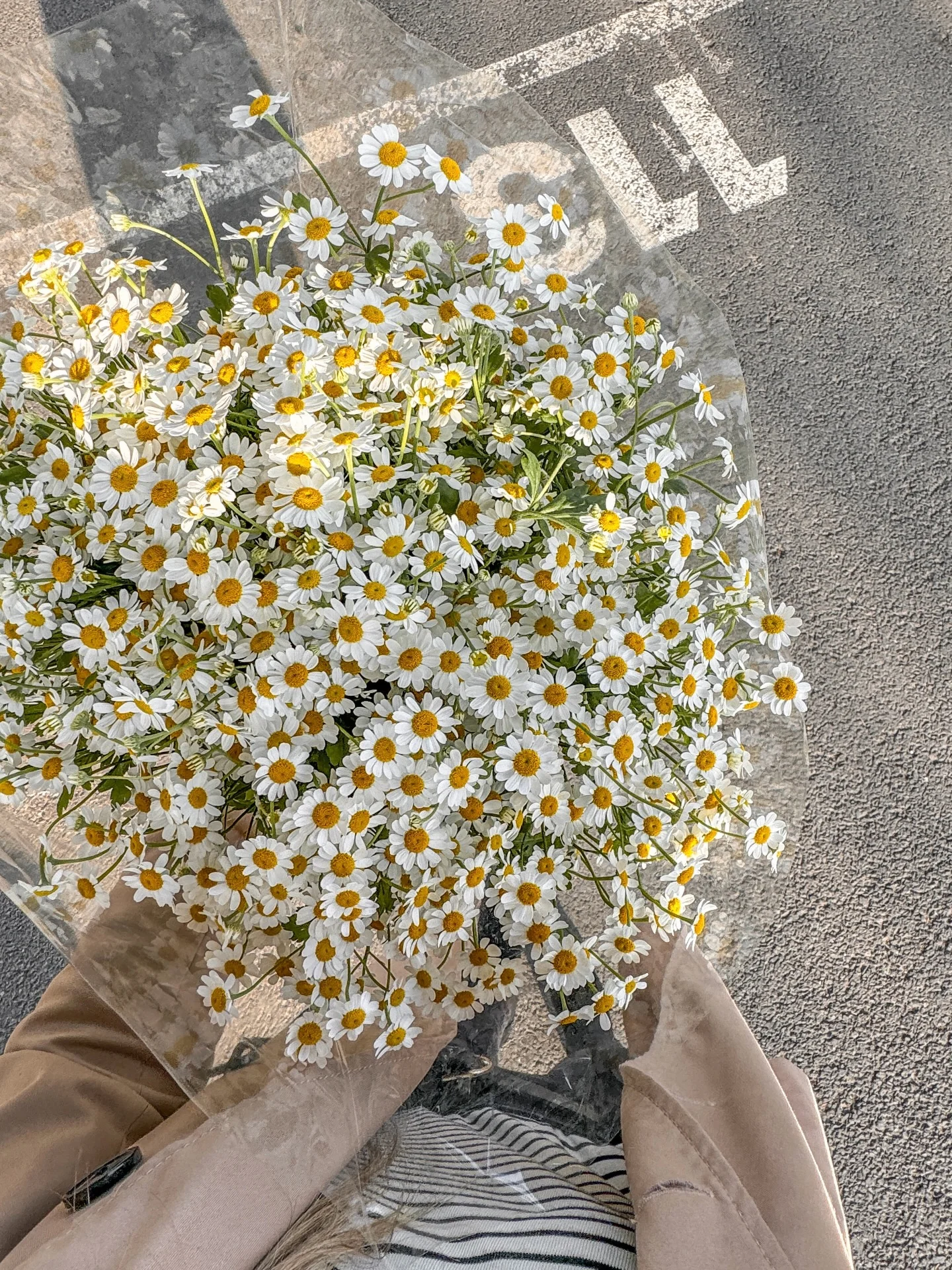 Borrowing a little spring from my camera roll W oczekiwaniu na cieplejsze dni, pożyczam sobie trochę wiosny z rolki aparatu Dobrego dnia dla Was! _______ #pinterestaesthetic #chamomile #springflowers #springiscoming #ae...