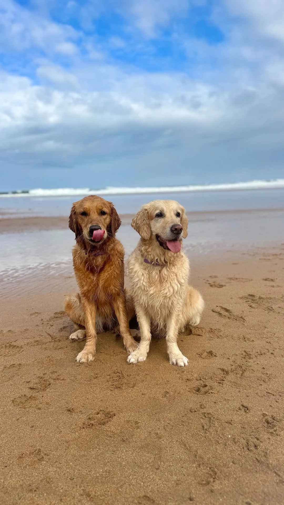 Solo un deseo…✨ Gracias, gracias, y mil veces gracias por hacerme tan feliz #perros #amorincondicional