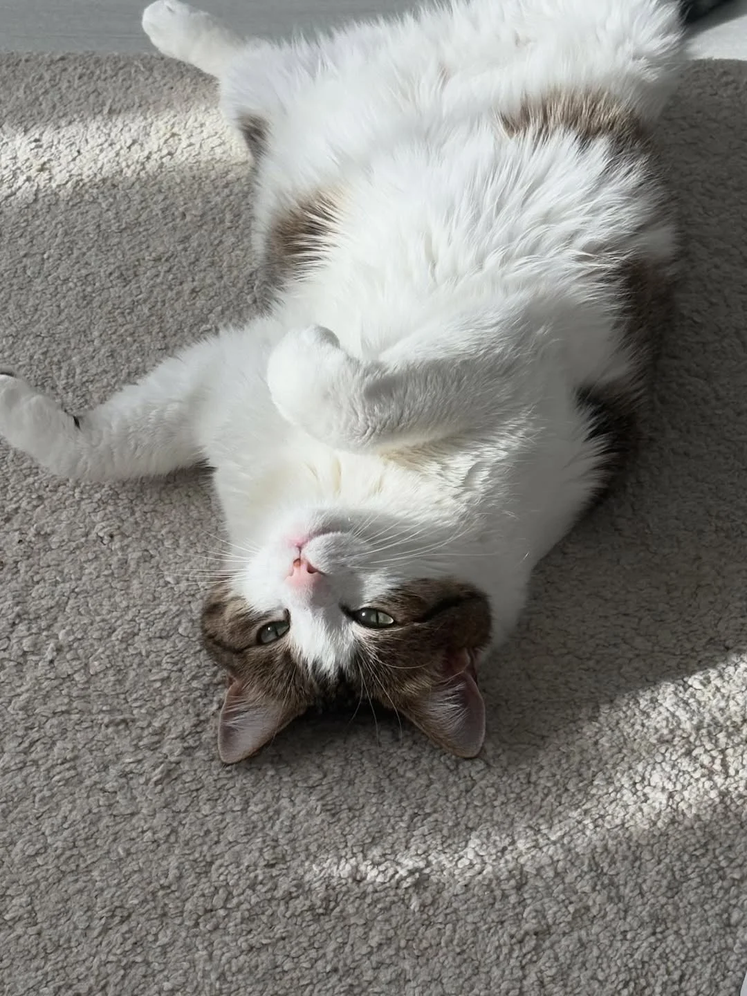 It’s been mostly Stefan, Mia, some music and a lot of good home cooked meals! And mom visited! ❤️