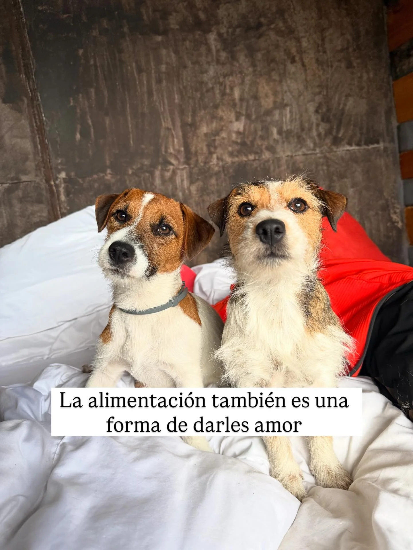 Para mi ellos son lo más importante ♥️y todo empieza por la alimentación ✅ Esta es una recomendación 100% honesta con un producto que llevamos usando hace casi 2 años @dogorealfood