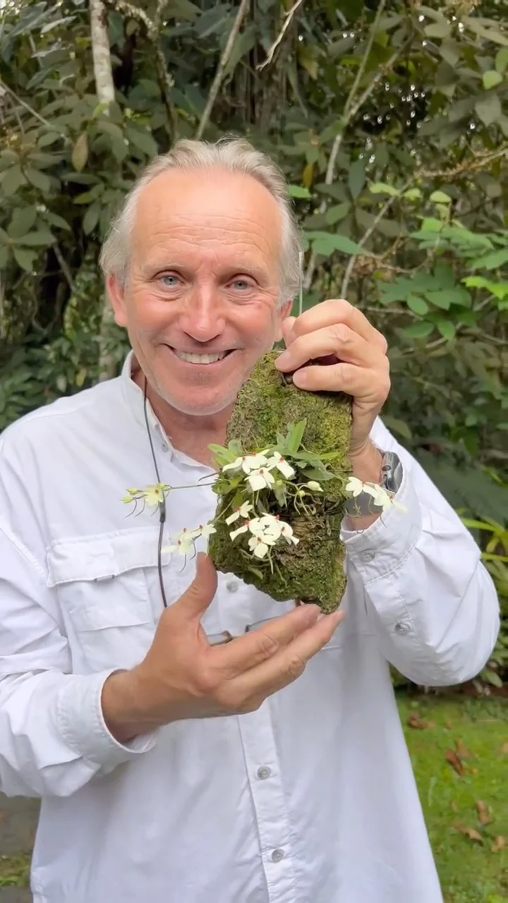 Una de las orquideas más llamativas! Se llama Aerangis luteoalba var Rhodosticta y se encuentra en Africa. Su color rojo y blanco de sus pétalos es muy especial! Cuando vengas a nuestro tour ALMA DEL BOSQUE, verás cient...