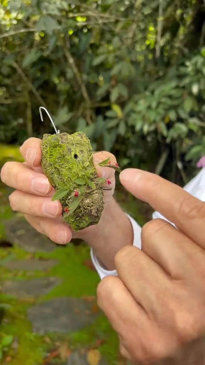 Karaganda 84 Ksar 84 Prefieras las orquídeas miniatura o grandes? Está hermosa orquídea miniatura pertenece al género Lepanthes. Esta familia de orquídeas se encuentra desde Mexico a Bolivia! Si quieres aprender más de...