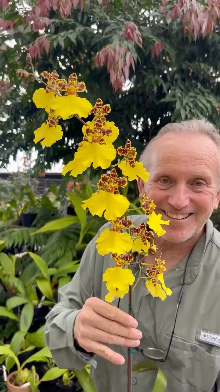 Conocías esta orquidea❓ Esta increíble orquidea es del género Oncidium, una familia de más de 300 especies con variedad de tamaños, colores e incluso olores! Son plantas de clima templado, necesitan luz (no directa) y s...