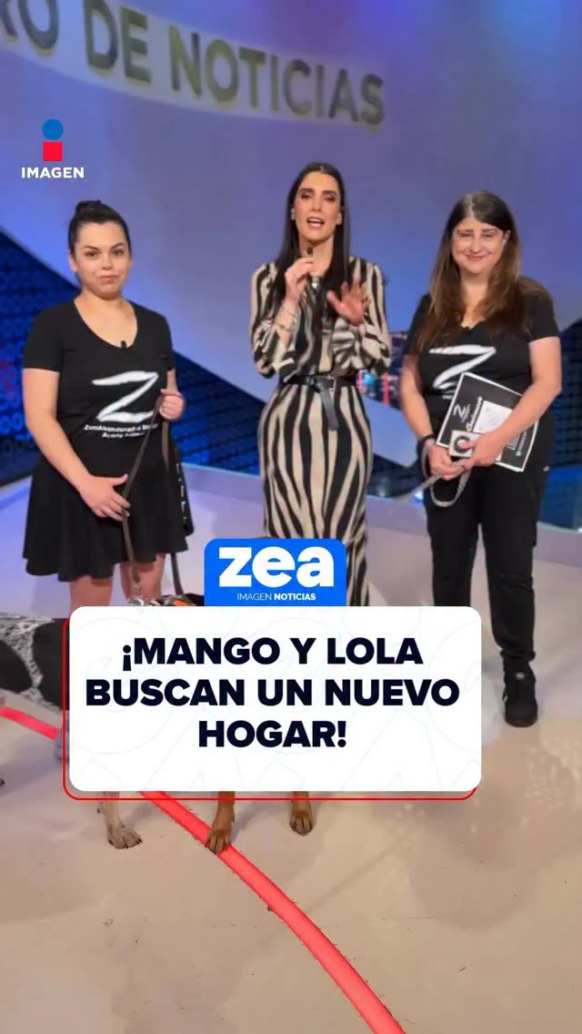 ¡Mango y Lola buscan un amoroso hogar! Estos hermosos y tranquilos perritos podrían ser parte de tu familia. Contacta a Zeroabandonados para recibir más información. #LoDijoZea #NoticiasImagen