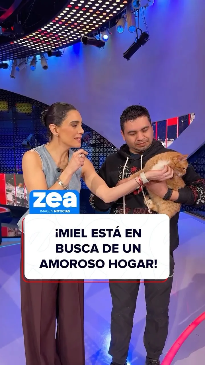 ¡Feliz Día Internacional del Gato! En esta sección de #AdóptameConZea, Joel trajo al estudio a “Miel”, un gatito de 11 meses que fue abandonado por su antigua dueña. ¿Te animas a adoptarlo? #LoDijoZea #NoticiasDigital