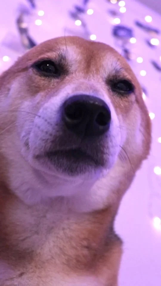 Lyrics?‍♂️ Vibes? . #cutedog #doglovers #shibainu #explore #doggo