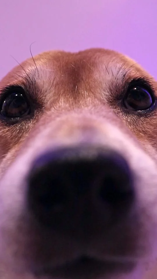 Cortisol levels lowering☺️ . #doggo #cutedog #cute #shibainu #explore