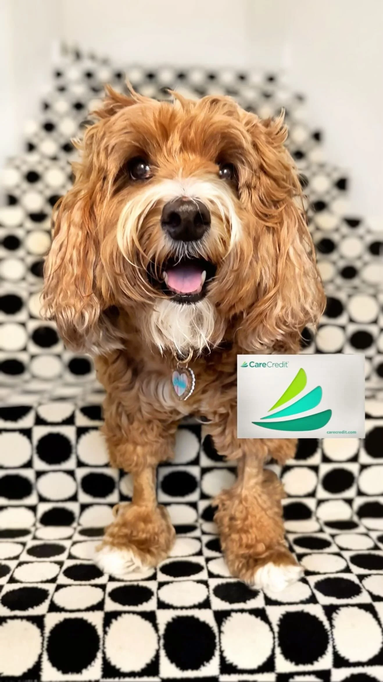 #ad #CareCreditPartner Gracie recently had surgery Seeing those little shaved spots reminds me how brave she is — and how grateful I am that my bank account didn’t affect the care she received. The best part? With the @...