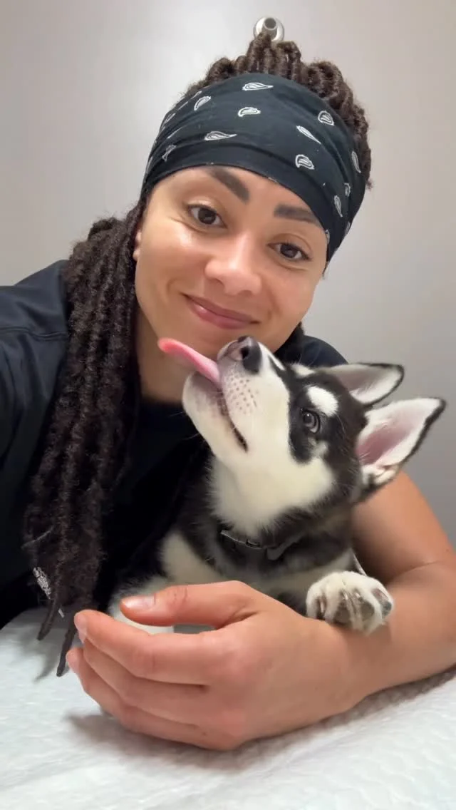 Baby Zorro is getting BIG✨ It takes a whole village for the babe @ashtonscloset @asap_bobbi11 @stevi.shari #husky #huskypup