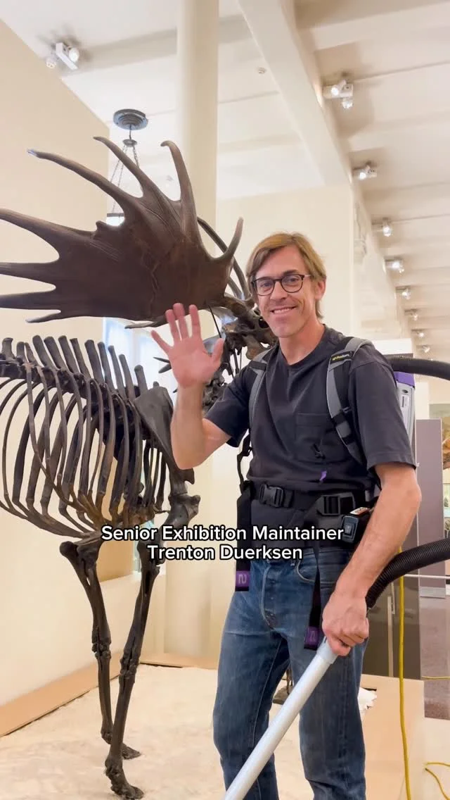 Get into the spirit of Saint Patrick’s Day with Megaloceros giganteus, the Irish Elk! ☘️ #paleontology #museum #naturalhistory #science