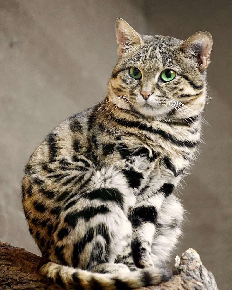 This Caturday, meet the black-footed cat (Felis nigripes). It’s the smallest wild cat in Africa, only growing about 8 in (20 cm) tall and weighing around 4.4 lbs (2 kg). Don’t let its size fool you: This pint-sized pred...