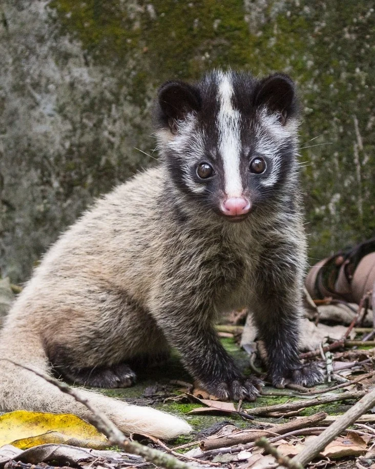 For your daily dose of cuteness, meet the masked palm civet (Paguma larvata)! Weighing up to 11 lbs (5 kg), this house cat-sized critter can be found over a wide range that includes China, India, Sumatra, and Borneo. It...