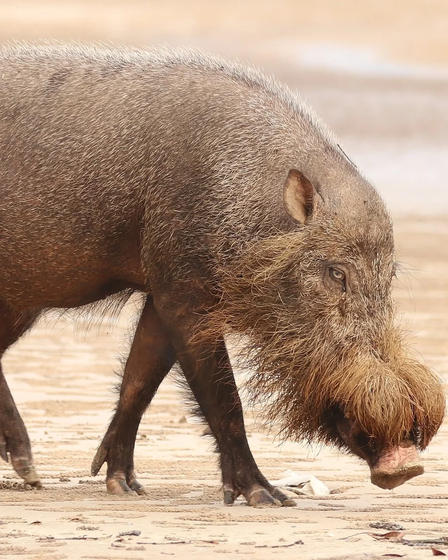 Have you ever seen the Bornean bearded pig (Sus barbatus)? This bewhiskered swine inhabits rainforests and mangroves in parts of Southeast Asia, where it uses its long snout to dig up snacks like earthworms and roots. I...