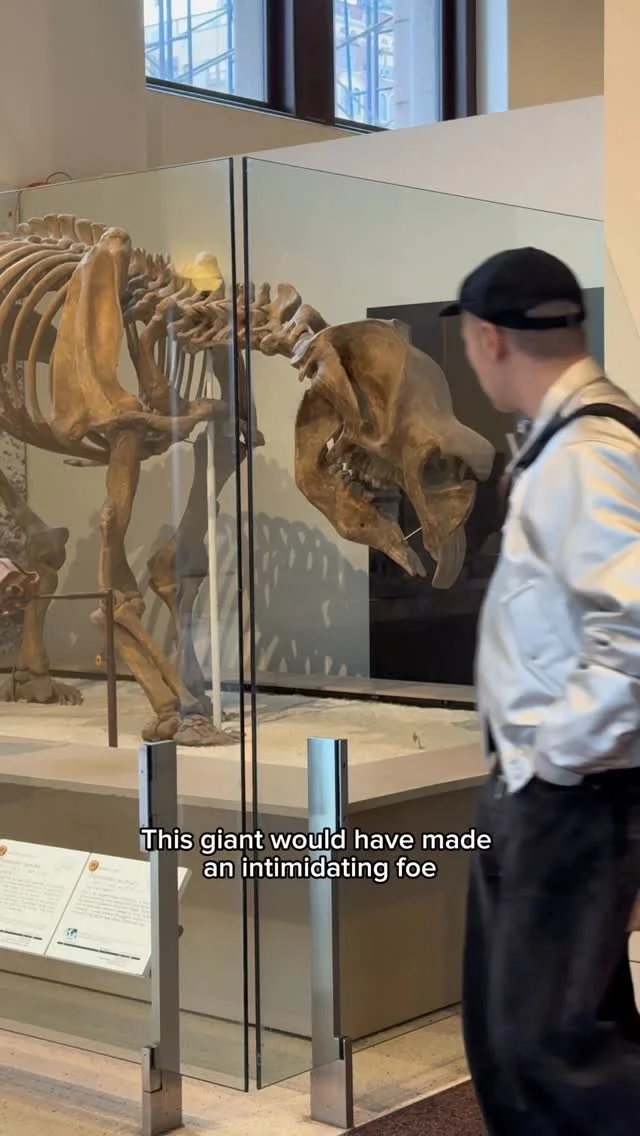 Visitors can spot Diprotodon and Thylacoleo in the Hall of Primitive Mammals. ️The Museum is open daily from 10 am–5:30 pm. Plan your visit! #fossils #paleontology #museum #naturalhistory