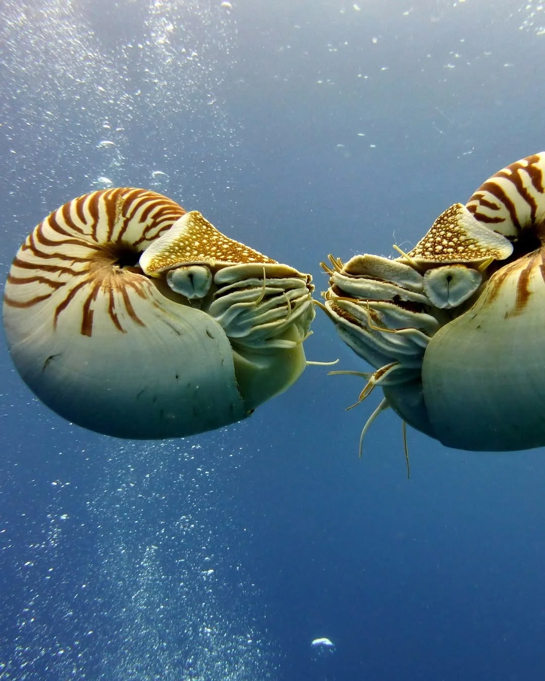 What do you know about nautiloids? These animals have been around, and mostly unchanged, for hundreds of millions of years. A nautilus moves by forcing powerful jets of water out through an organ called the siphon, prop...