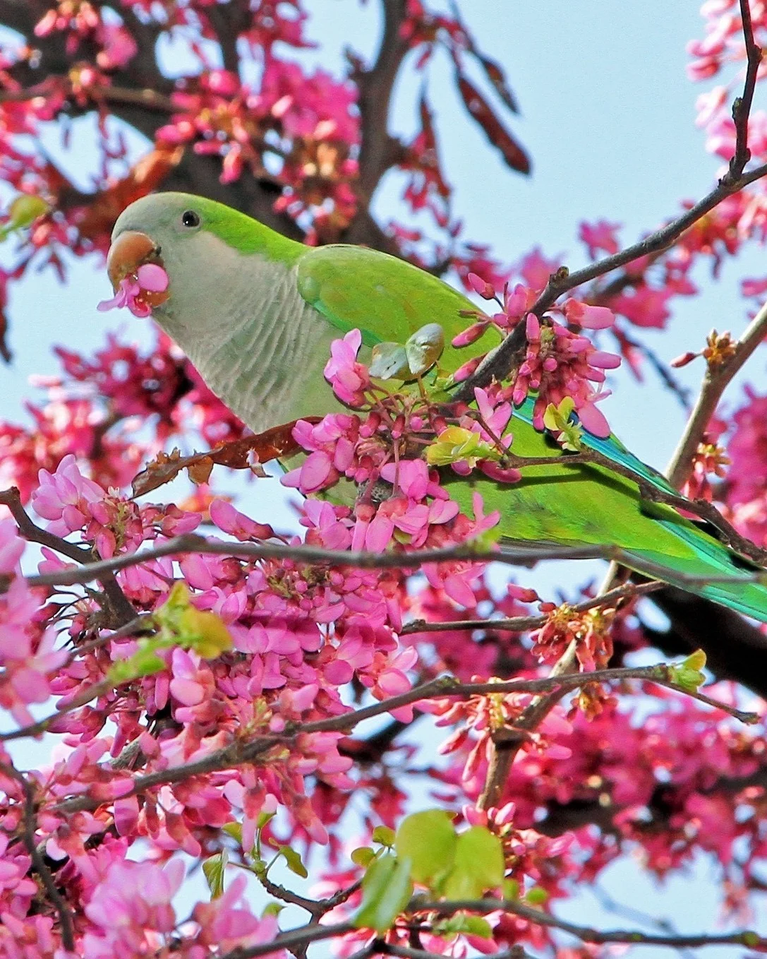 Have you ever seen the Monk Parakeet (Myiopsitta monachus)? While this bird is endemic to Argentina, populations might also be spotted in places as far north as New York, Boston, or Chicago! There are many theories as t...