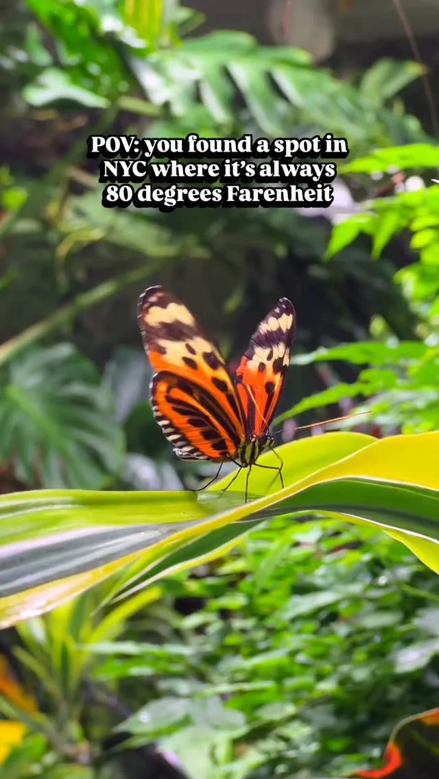Did you know? The Museum’s butterflies go through more than 100 pounds of fruit every month. Adopt a butterfly and help keep the Davis Family Butterfly Vivarium thriving. We’ll send you a certificate of butterfly adopti...