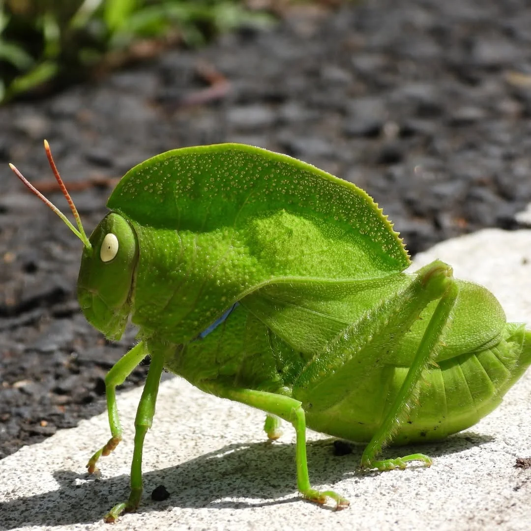 You are what you eat: just ask the hooded grasshopper (Teratodes monticollis)! This uniquely-shaped insect feeds primarily on leaves—and it’s perfectly camouflaged to look like one, too. Females can grow up to 2 in (5.2...