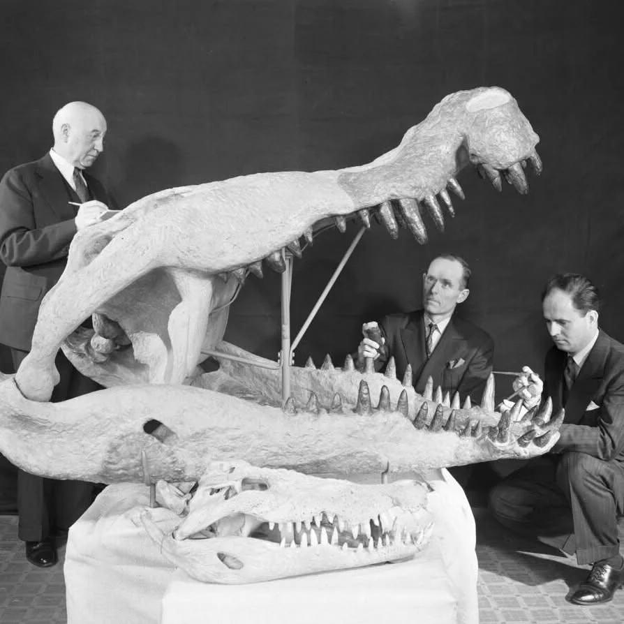 This Fossil Friday, let’s take a bite out of the weekend with Deinosuchus—a giant crocodilian that lived alongside the dinosaurs some 75 million years ago. Reaching lengths of more than 35 ft (10.7 m) and weighing more...