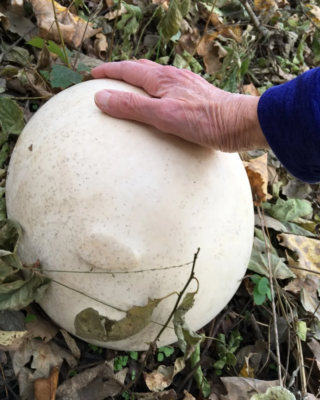 Having a ball this weekend? Here’s another ball to occupy your time: the giant puffball (Calvatia gigantea)! Not your typical mushroom, this round off-white fungus ranges in size from a softball to a beach ball. Since i...