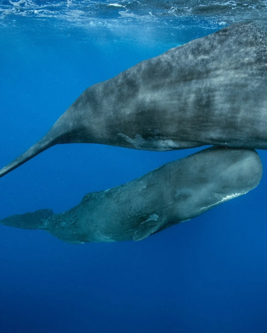 Science news! A team including Museum researchers has published the most comprehensive documentation of a sperm whale birth ever recorded. The studies, led by scientists at Project CETI (Cetacean Translation Initiative)...